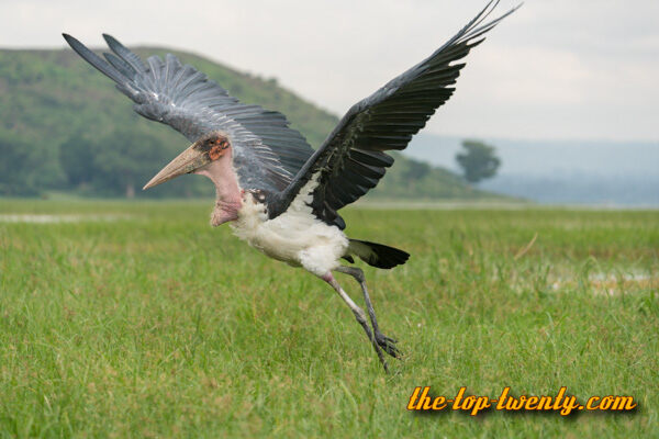 Marabou Stork list top 20 biggest birds Marabou Stork